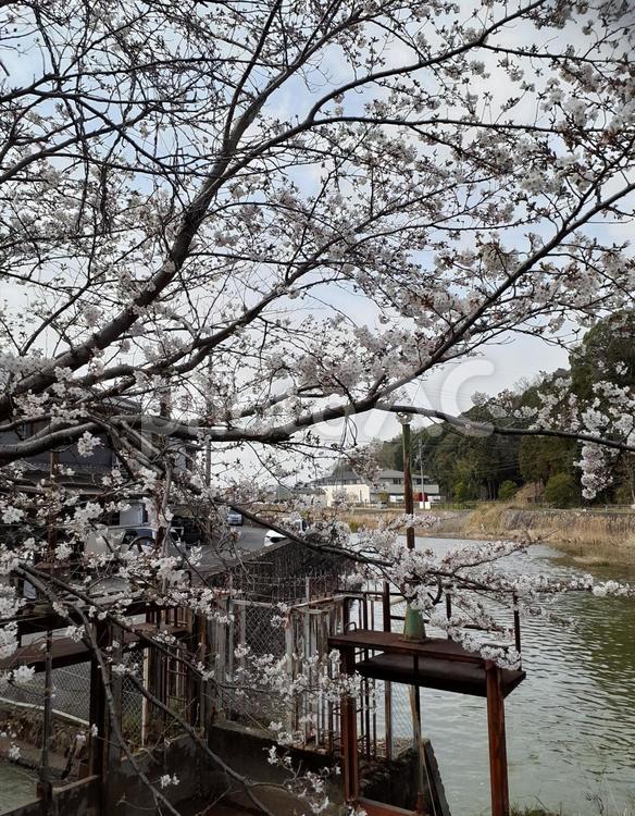 小さな公園の桜 さくら,春,景色の写真素材