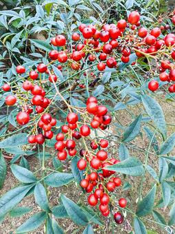 ナンテン 秋,かわいい,鮮やかの写真素材