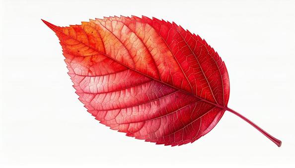赤い紅葉の葉 クローズアップ 白背景 赤い紅葉の葉 クローズアップ 白背景の写真