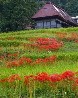 佐賀江里山の棚田 佐賀江里山の棚田 江里山の棚田,ヒガンバナ,まんじゅしゃげの写真素材
