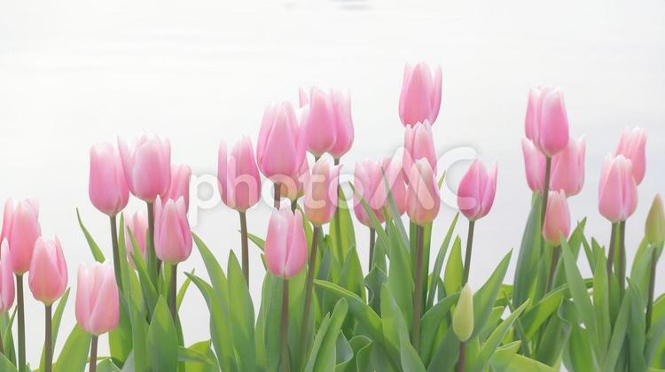 春の花ピンクのチューリップの背景 チューリップ,春,花の写真素材