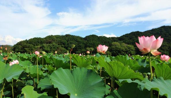 蓮の花 ハス れんこん畑 蓮の花 ハス れんこん畑の写真