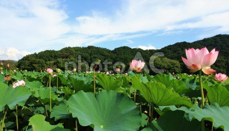 蓮の花　ハス　れんこん畑 蓮,花,水芙蓉の写真素材