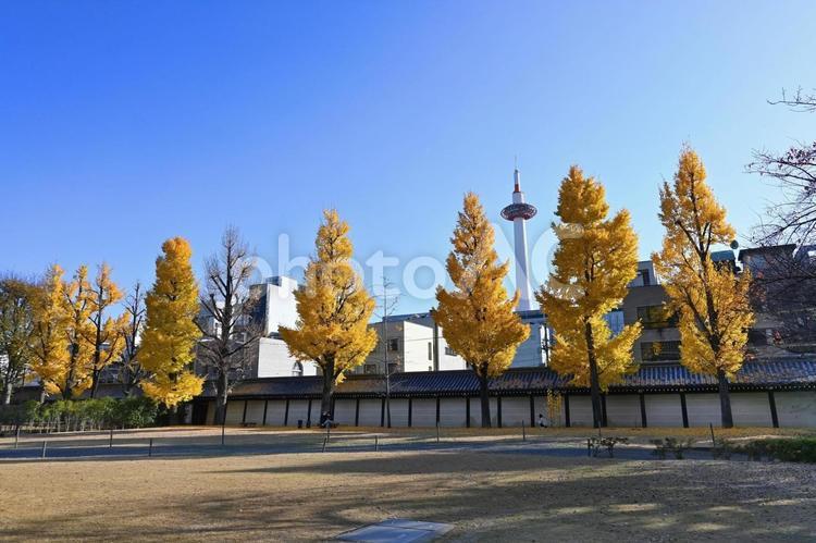 秋の京都市東本願寺境内の銀杏と京都タワー 東本願寺,銀杏,京都タワーの写真素材