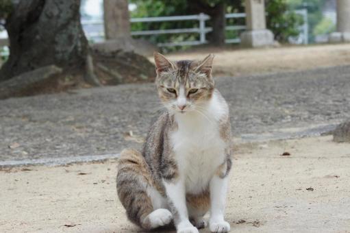 cat, JPG cat, JPG