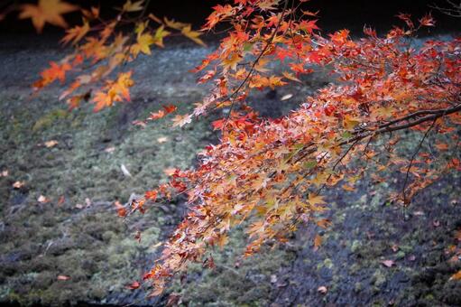日本の風情ある景色 もみじ,紅葉,紅葉狩りの写真素材