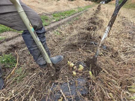 里芋の収穫 里芋,収穫,スコップの写真素材