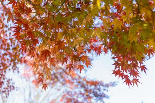 秋の気配・色づくモミジ 秋の気配・色づくモミジ 紅葉,秋,モミジの写真素材