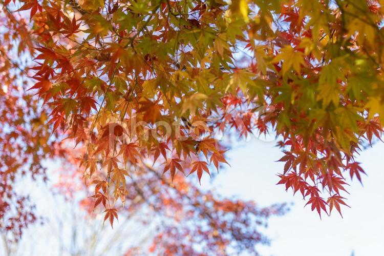 秋の気配・色づくモミジ 紅葉,秋,モミジの写真素材