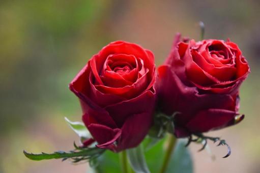 赤い薔薇 赤い薔薇 赤色,赤い薔薇,花の写真素材