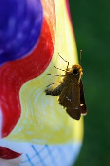 カラフルな布に止まる蝶 カラフルな布に止まる蝶 蝶,蛾,昆虫の写真素材