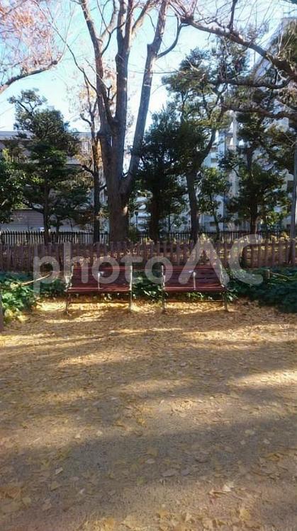公園のベンチと落ち葉2 11月,12月,バックグランドの写真素材