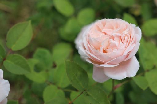 バラ園でピンクの薔薇を撮った写真 バラ園でピンクの薔薇を撮った写真の写真