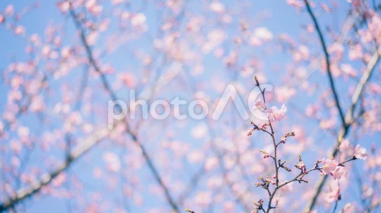 河津桜とピンクの背景 桜,河津桜,青空の写真素材