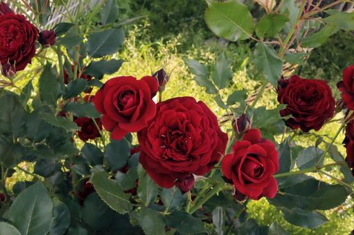 バラ園にて赤い薔薇を撮影しました 花,薔薇,自然の写真素材