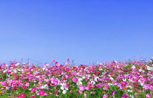 華やかな秋桜畑と青空 華やかな秋桜畑と青空の写真