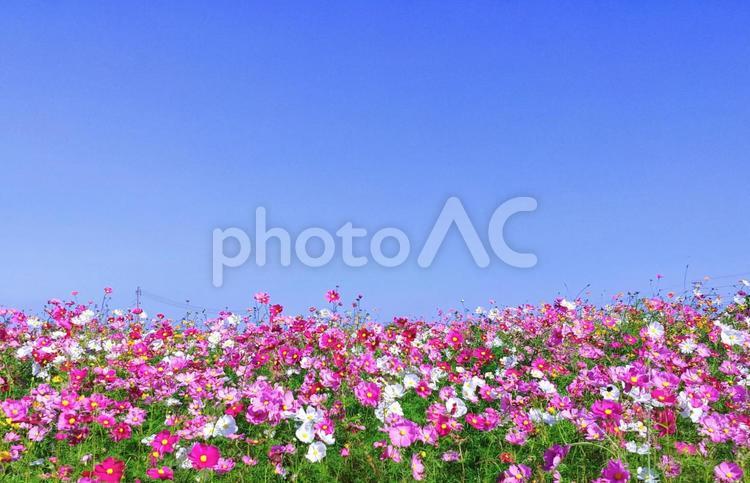 華やかな秋桜畑と青空 秋桜,秋,花の写真素材