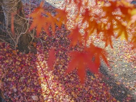 紅に染まる落葉の絨毯 紅葉,落ち葉,秋の写真素材