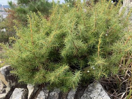 ネズ　ネズミサシの写真