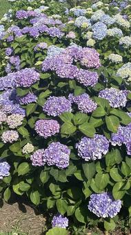 あじさい あじさい,紫陽花,花の写真素材