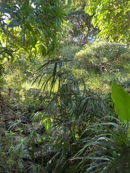 緑あふれる植物の森 緑あふれる植物の森の写真