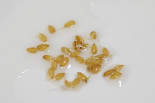 Photo, rice, germination, bud, 