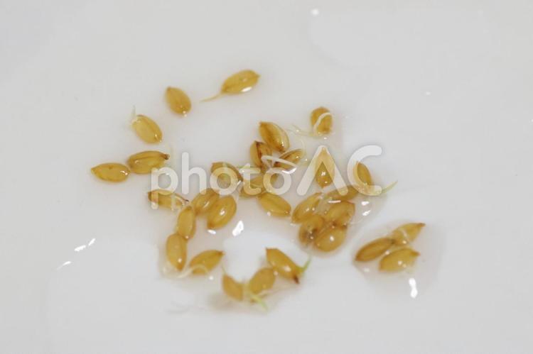 発芽した稲 稲,発芽,芽の写真素材