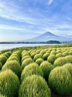 夏色に染まるコキアと富士山 夏色に染まるコキアと富士山の写真