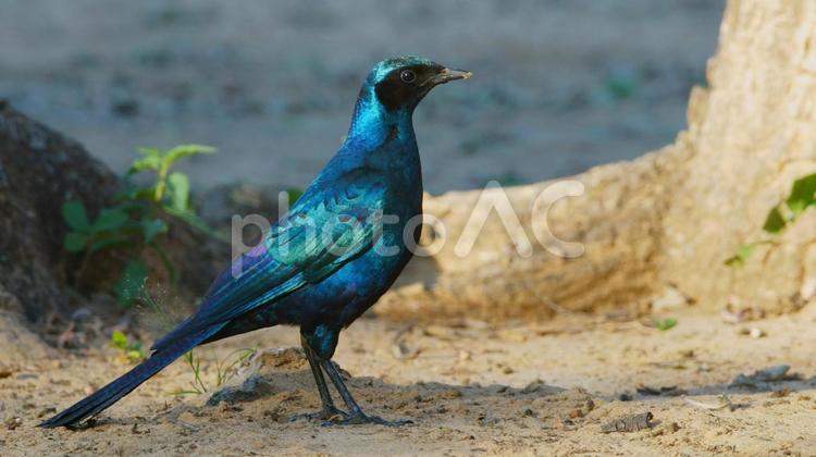 野生のシマオオナガテリムク 野鳥,鳥,青い鳥の写真素材