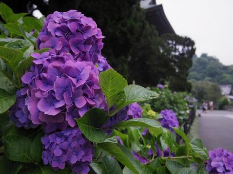 紫のあじさい 紫のあじさいの写真