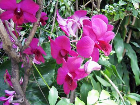 タイで撮ったブーゲンビリア タイ王国,花,南国の写真素材