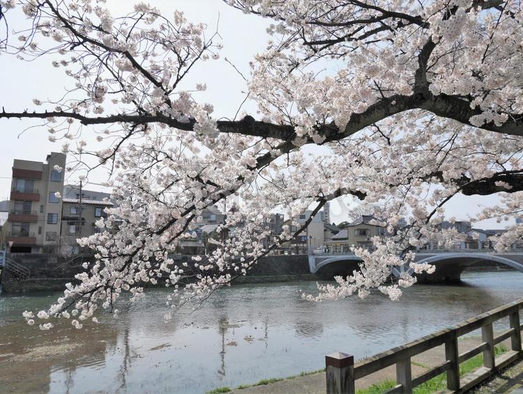主計町茶屋街の桜 桜,サクラ,さくらの写真素材