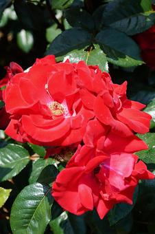 荒牧バラ園685　グルースアンバイエルン 兵庫県,荒牧バラ園,バラの写真素材