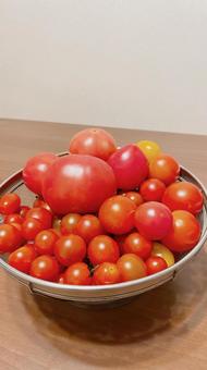 家庭菜園のトマト 家庭菜園のトマトの写真
