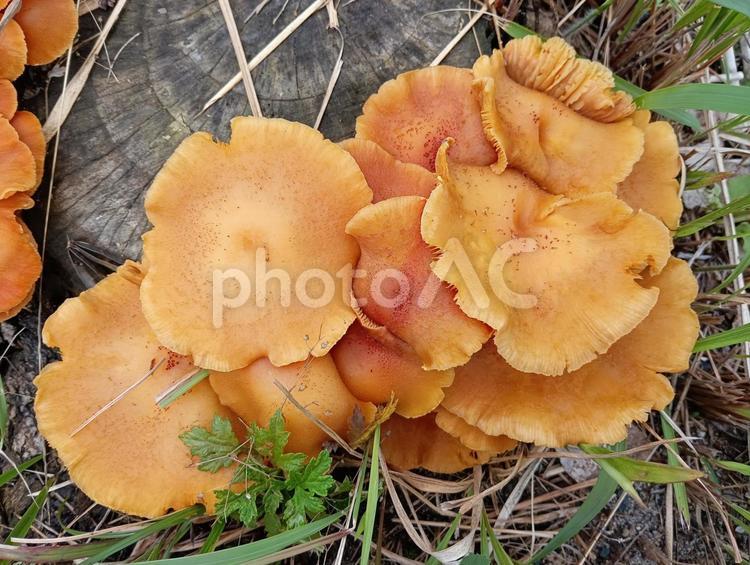 キノコ（食用か不明） キノコ,切り株,道端の写真素材