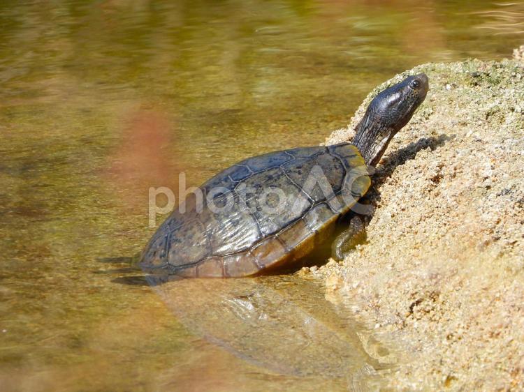甲羅干しのため岸に上がろうとするカメ カメ,爬虫類,生物の写真素材