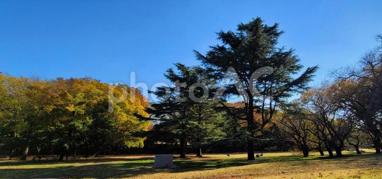 風景　都会のオアシス(公園) 公園,自然,オアシスの写真素材