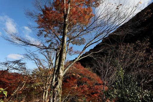 紅葉 紅葉の写真