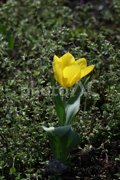 色とりどりに咲き誇る赤白黄色 チューリップ,花,ユリ科の植物の写真素材