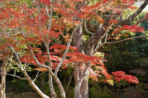 庭園の紅葉 秋,もみじ,紅葉の写真素材