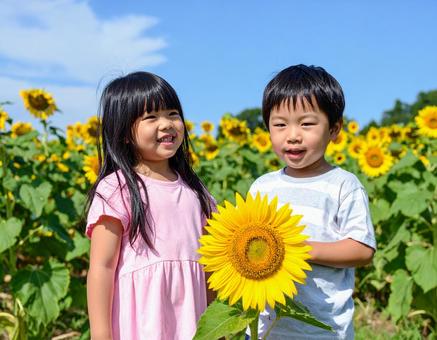 ひまわり畑と子供と青空 ひまわり畑と子供と青空の写真