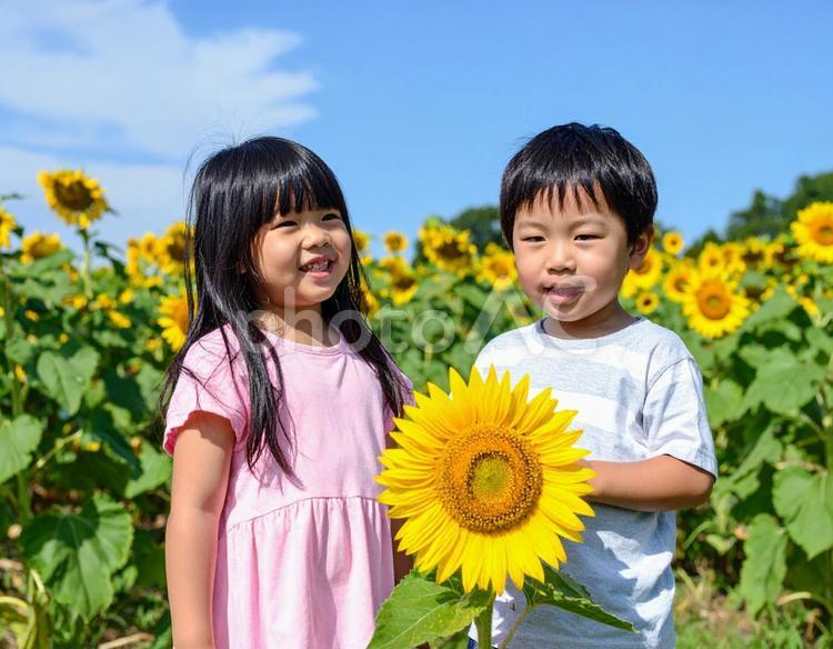 ひまわり畑と子供と青空 子供,ひまわり,青空の写真素材