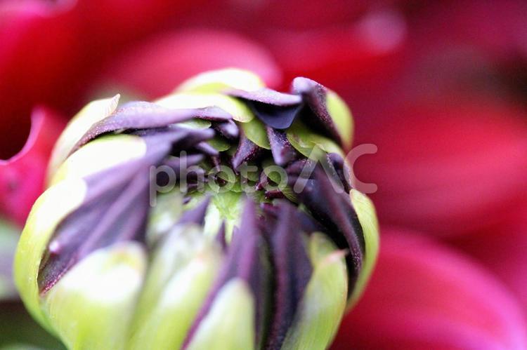 開花しようとする蕾（ダリアのつぼみ） 蕾,つぼみ,開花の写真素材