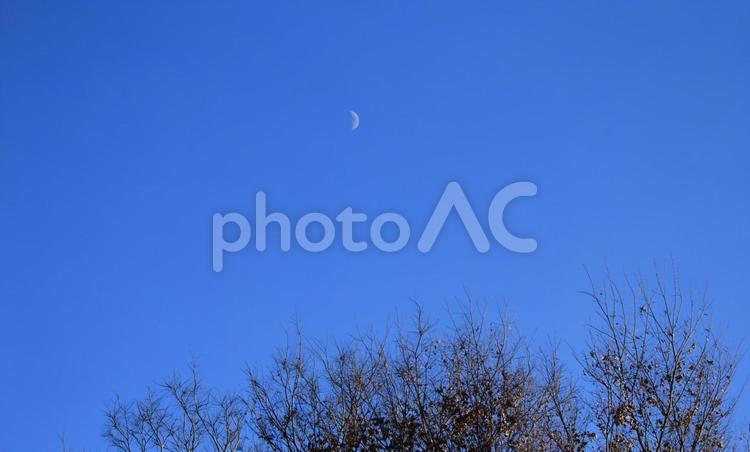 冬枯れの月 青空に月,冬枯れの月,師走の月の写真素材