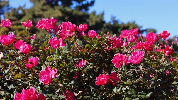 【花の写真】ばらの花 rose,植物,園芸の写真素材