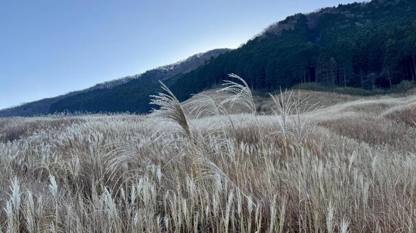 仙石原すすき草原7 仙石原すすき草原,すすき,青空の写真素材