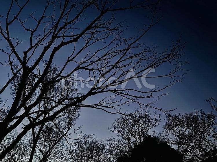 木々のシルエット 木,自然,幻想の写真素材