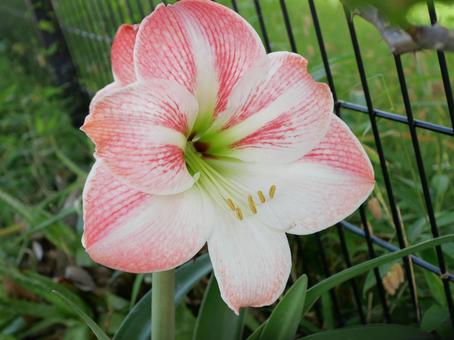 ゆりの花 ゆりの花 ゆり,花,ピンクの写真素材