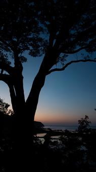Photo, sea, paddy field, large tree, 