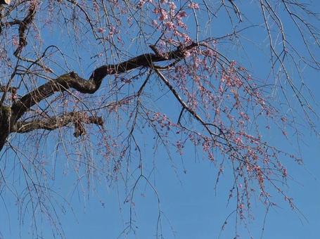 しだれ桜咲いた しだれ桜咲いたの写真